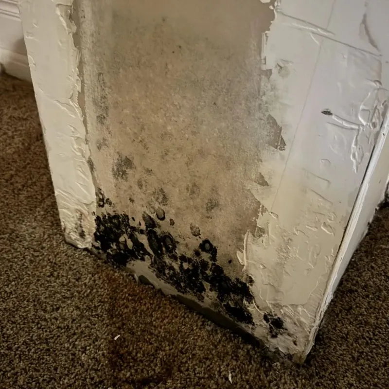 Professional Mold Removal in Unionville, TN